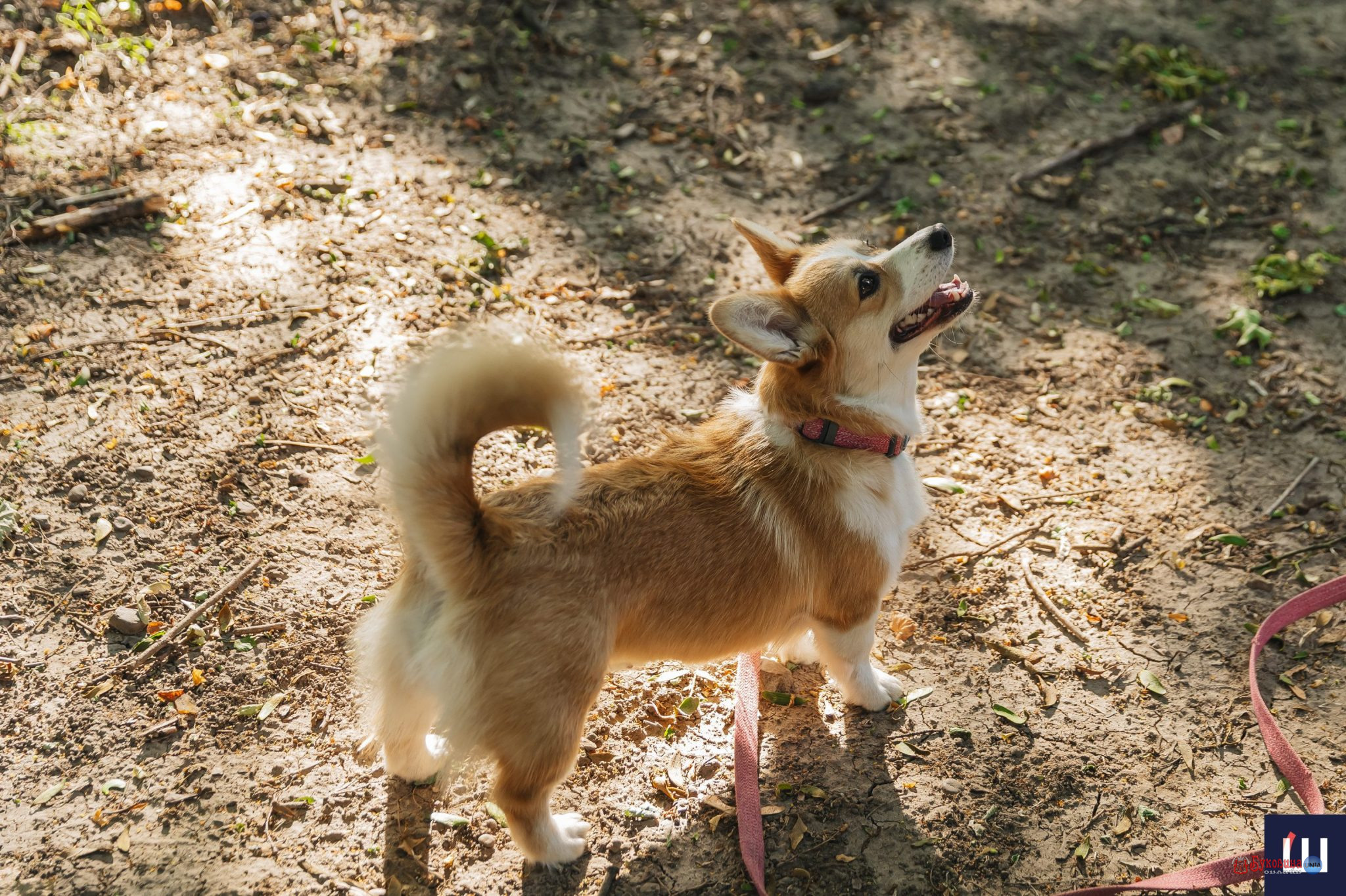 У Чернівцях відбудеться виставка-прилаштування тварин